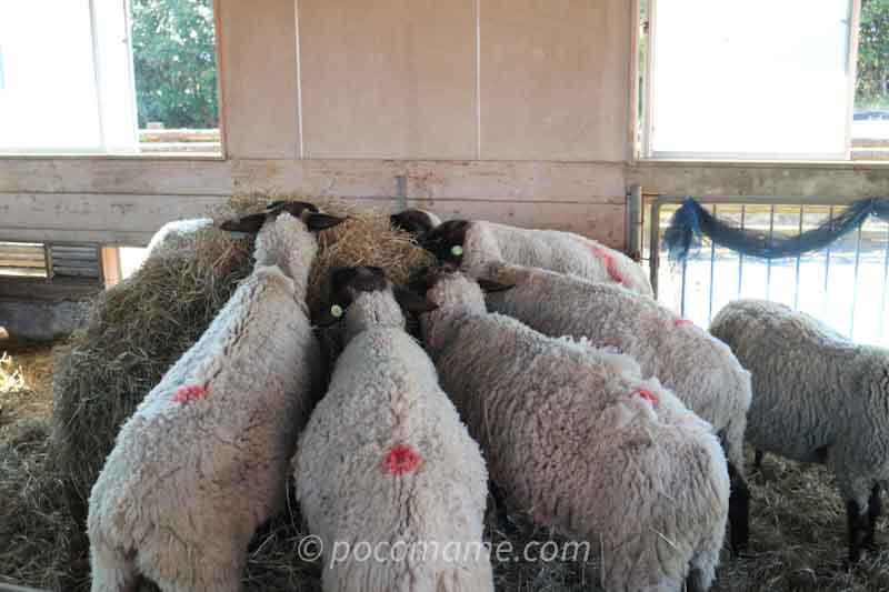 高千穂牧場の羊たち