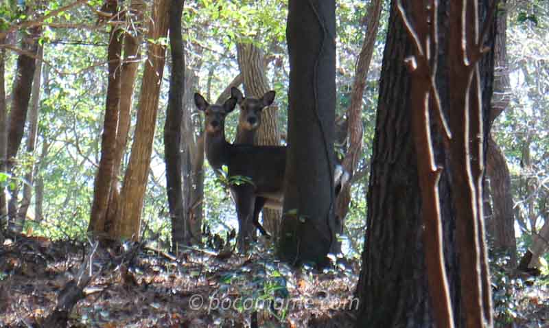 旅行人山荘近くの森で見つけた鹿